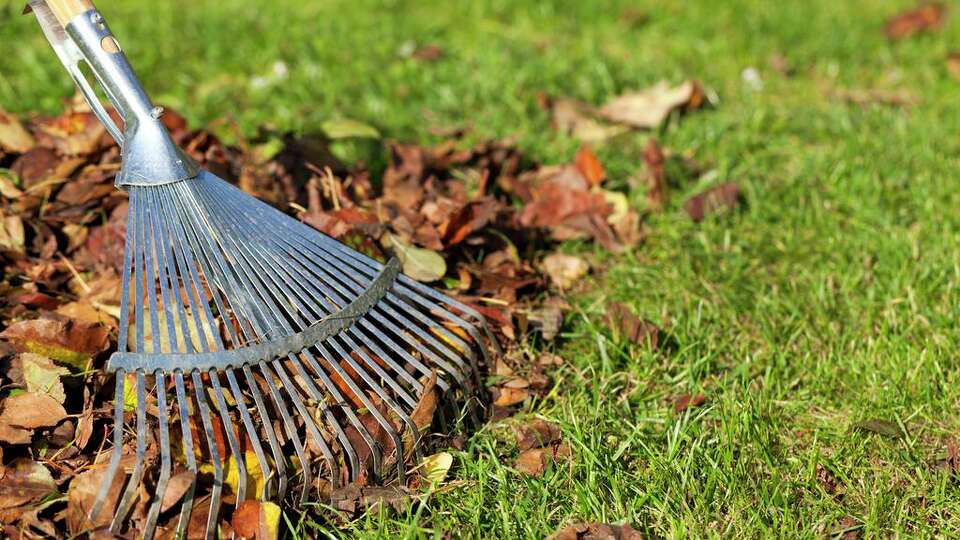 The healthiest thing you can do with fallen leaves is to mulch them in place and let them fertilize your lawn.