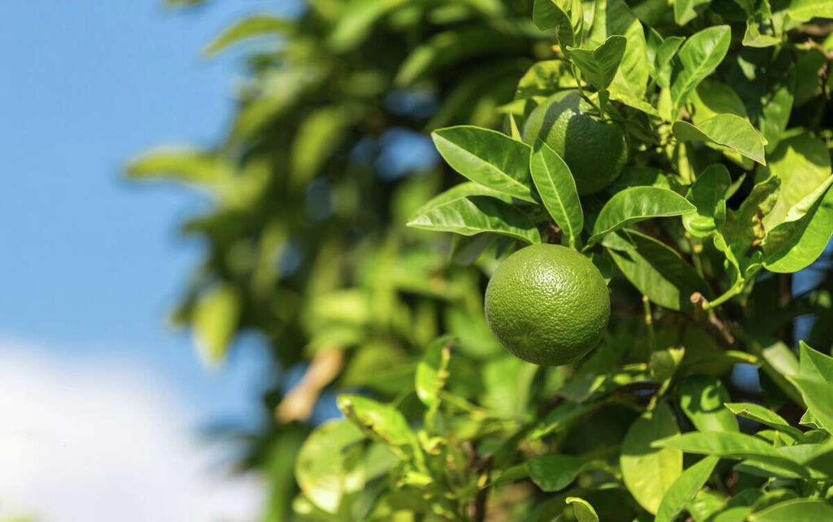 Lemon and lime trees are more susceptible to freeze damage than other citrus. It may take weeks more to see new growth.