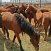 A band of wild horses sit in their pen, Friday afternoon during the Bureau of Land Management's Wild Horse and Burro Adoption Program at the Laredo International Fair and Exposition.