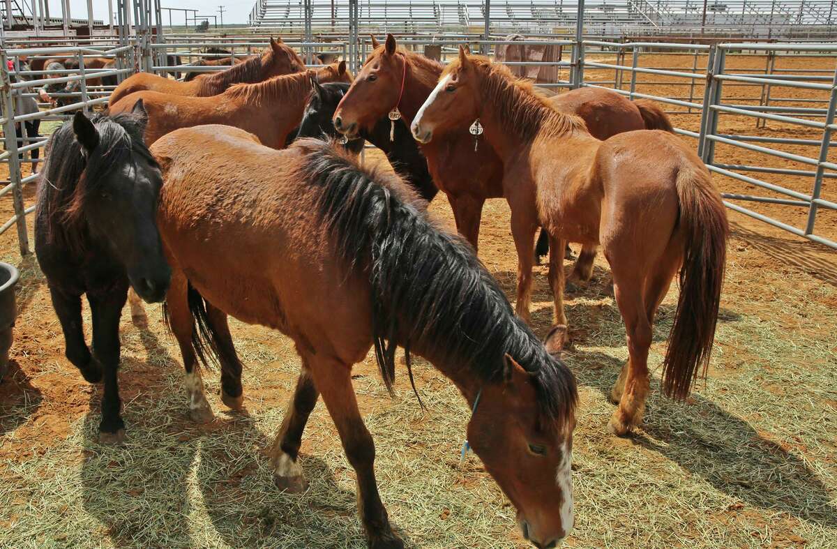 A band of wild horses sit in their pen, Friday afternoon during the Bureau of Land Management's Wild Horse and Burro Adoption Program at the Laredo International Fair and Exposition.