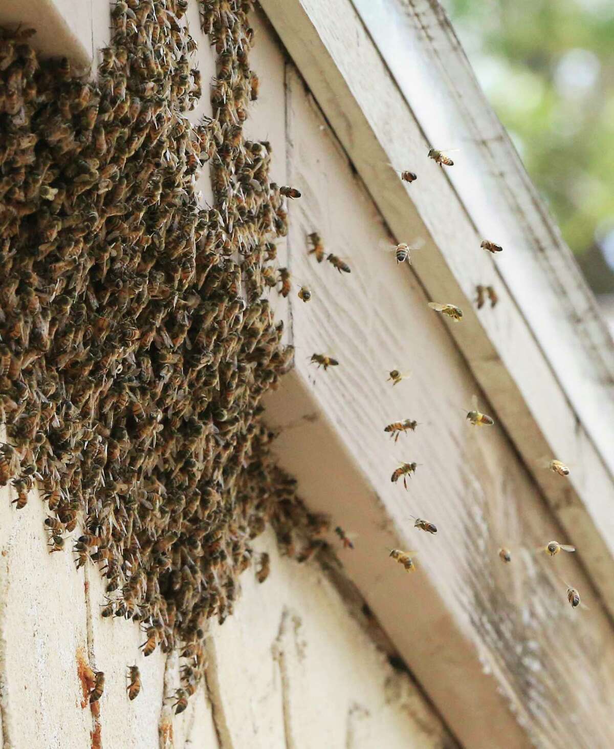 bee hive removal