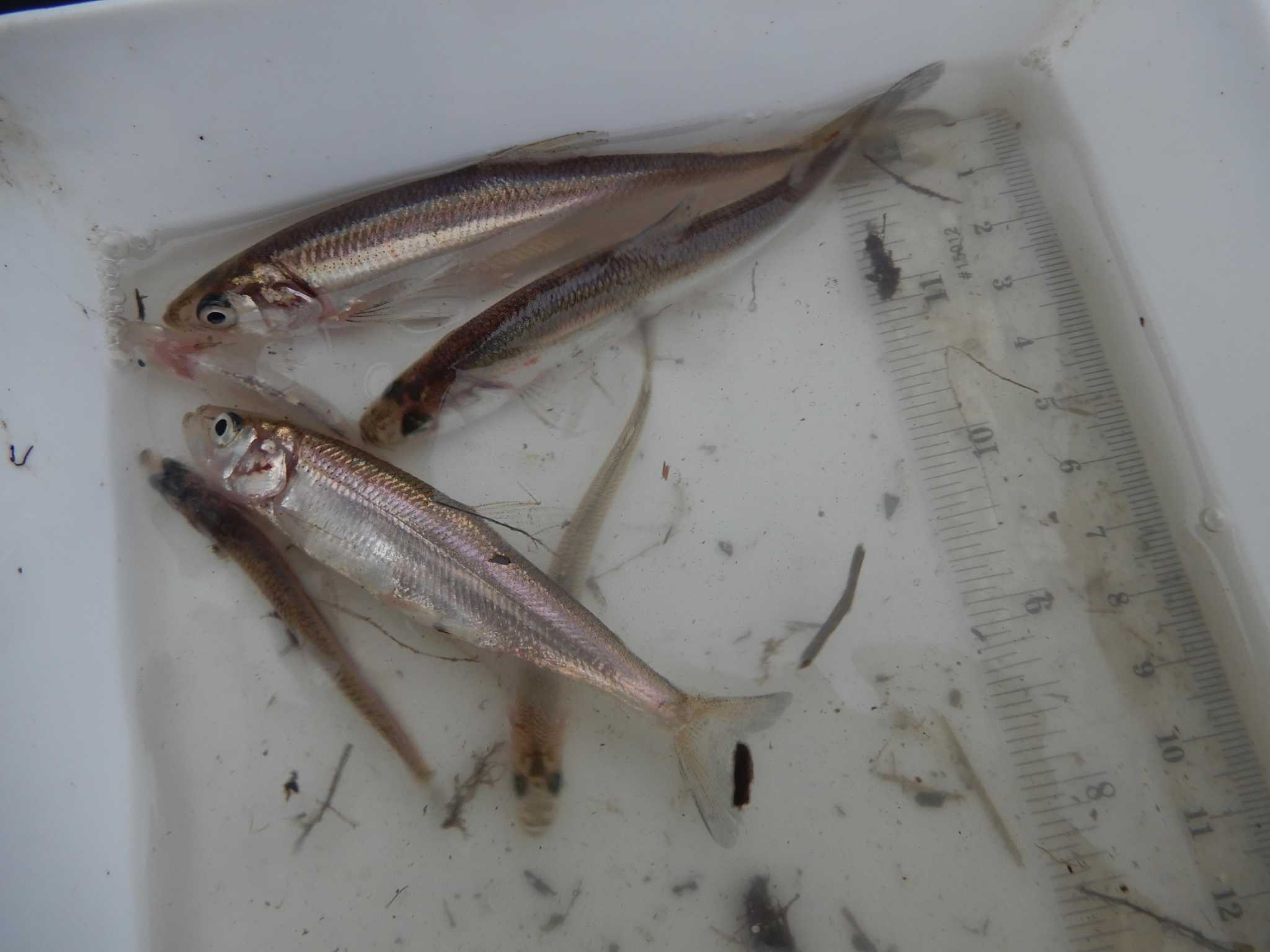 SF Baykeeper sues Biden administration to list local longfin smelt as endangered species - Vimarsana News