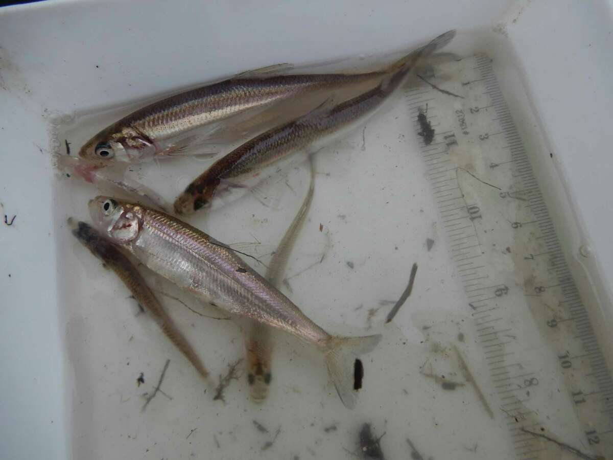 These longfin smelt were collected for study at Alviso Marsh in the South Bay. The smelt’s numbers in Northern California have plummeted since the 1980s.