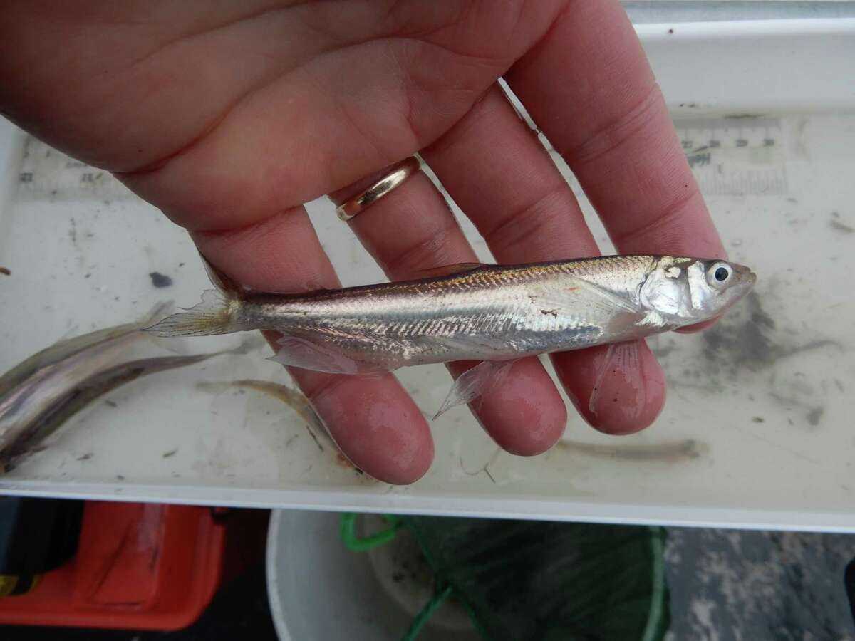 Longfin smelt, such as this male collected at Alviso Marsh in San Francisco Bay in 2020, is the latest species the U.S. Fish and Wildflife Service has proposed for protecitons.