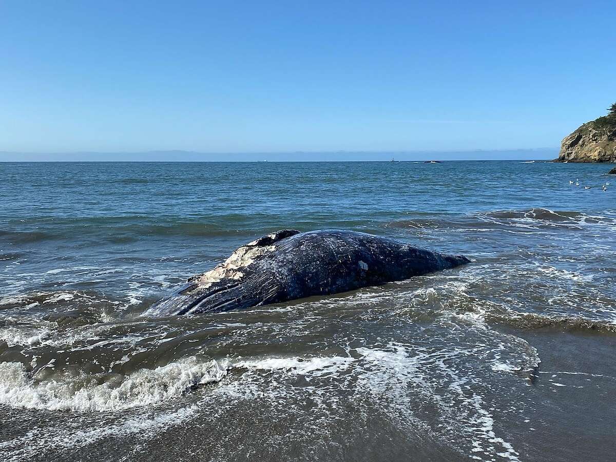 A dead gray whale washed ashore at Muir Beach on Thursday morning. The Marine Mammal Center and the California Academy of Sciences were to perform a necropsy.