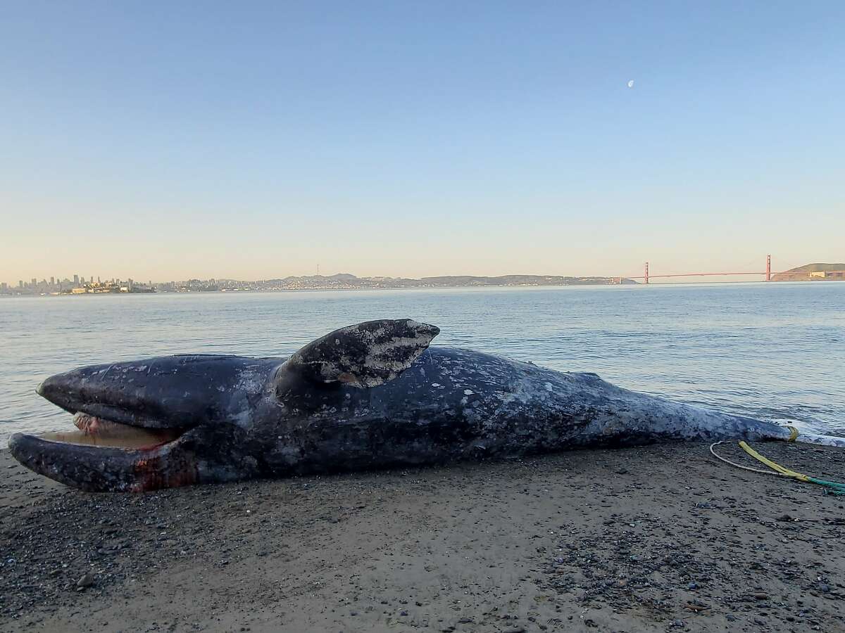 A dead adult female gray whale found in San Francisco Bay is towed to Angel Island so researchers can perform a necropsy.