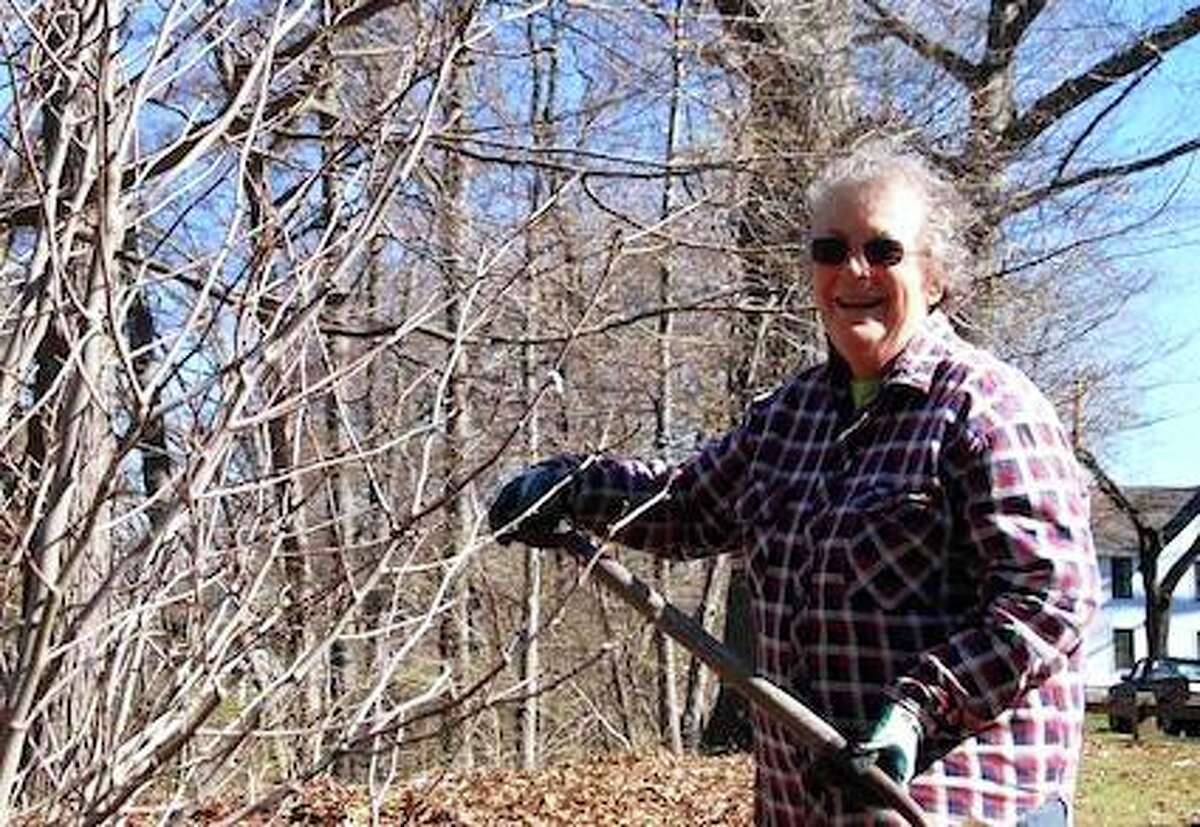 The Milford Tree Giveaway is being held in honor of long-time Milford tree advocate Kate Orrecchio, who died in February at age 84.