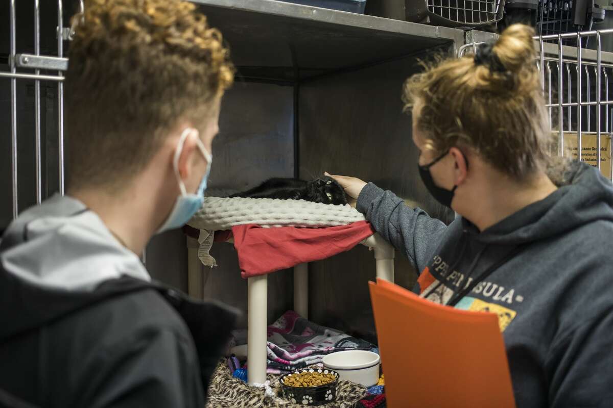 Whitney Duford, right, and Colin Franz, left, greet a cat named Natasha before adopting her and taking her home Friday afternoon at the Humane Society of Midland County. (Katy Kildee/kkildee@mdn.net)