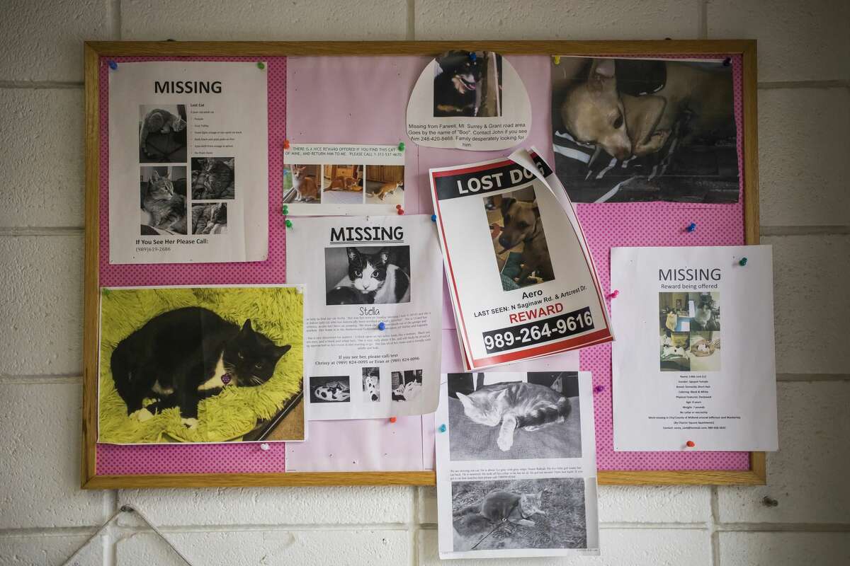 Fliers for lost pets are posted on a bulletin board Friday afternoon at the Humane Society of Midland County. (Katy Kildee/kkildee@mdn.net)