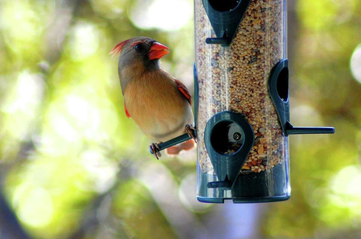 How to meet the needs of birds this spring and summer in San Antonio