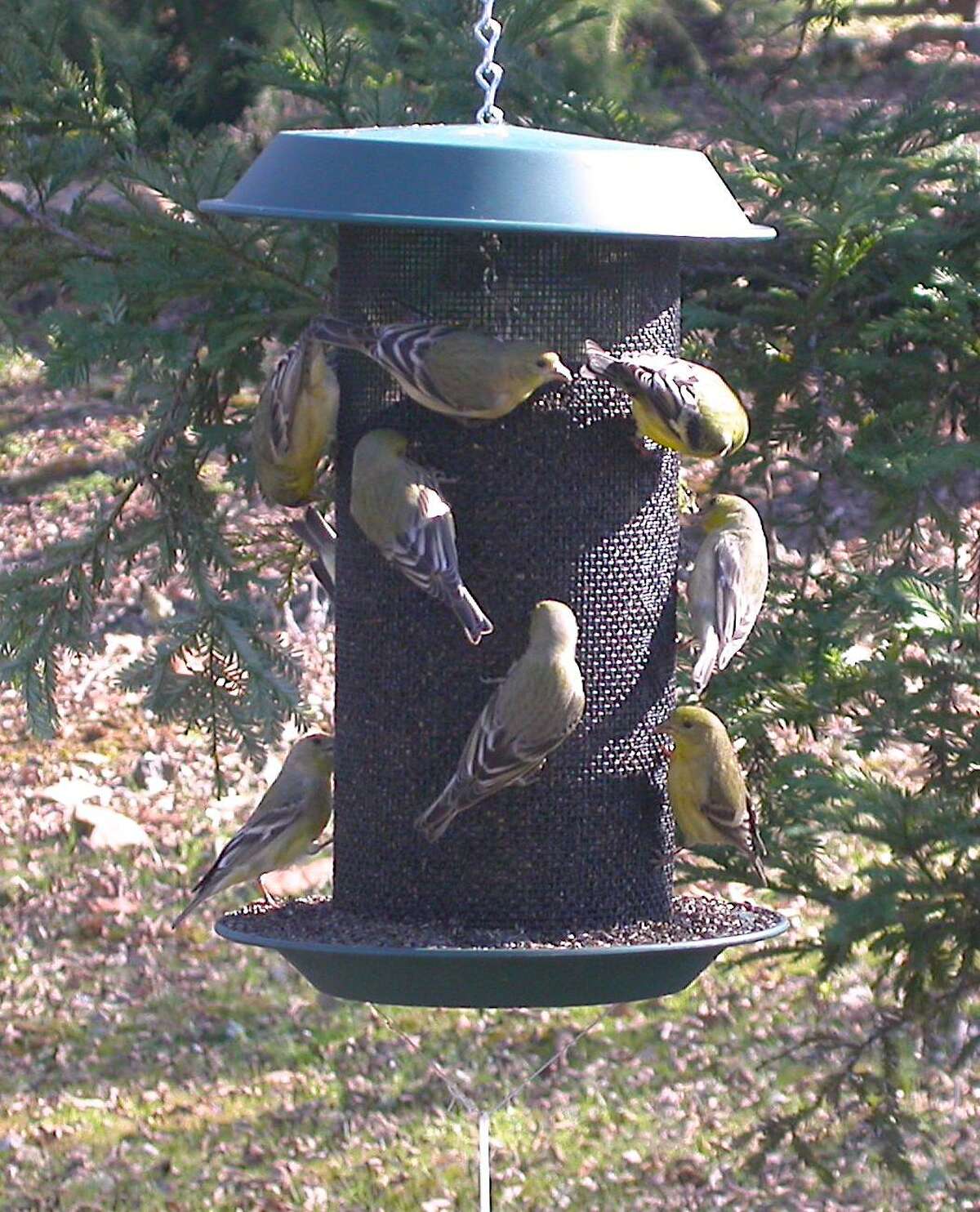 How to meet the needs of birds this spring and summer in San Antonio