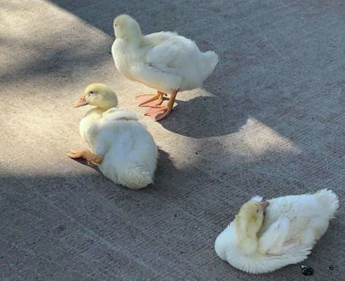 The baby ducks were found abandoned at a Middletown park.