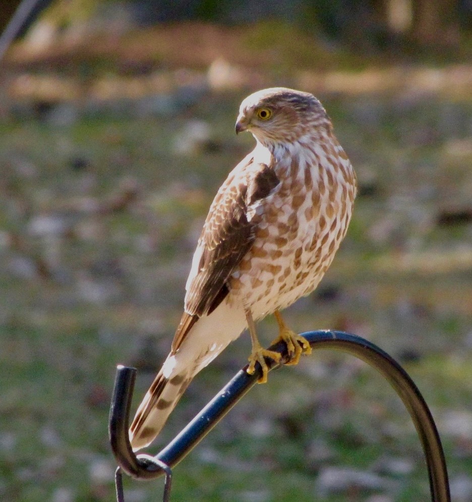 Hawk Action Shot Your Best Shot: Hawk views