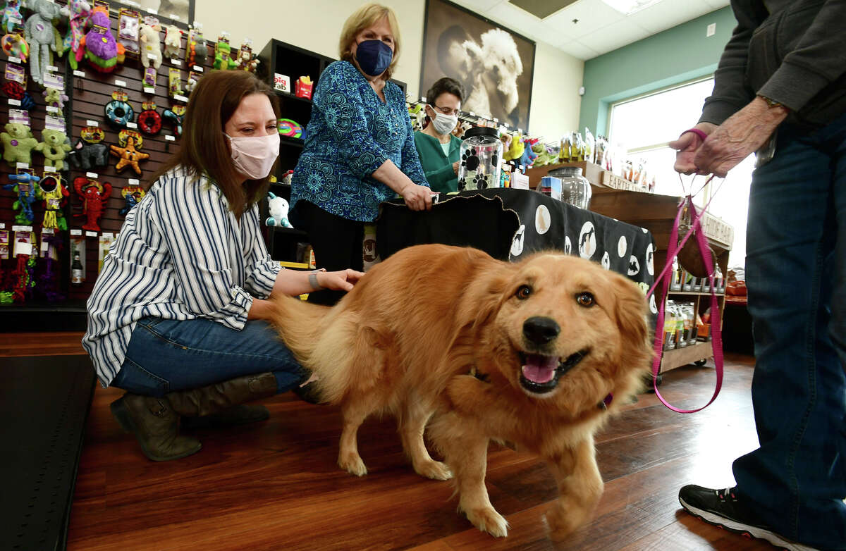 CT animal shelters not seeing pandemic returns despite national trend