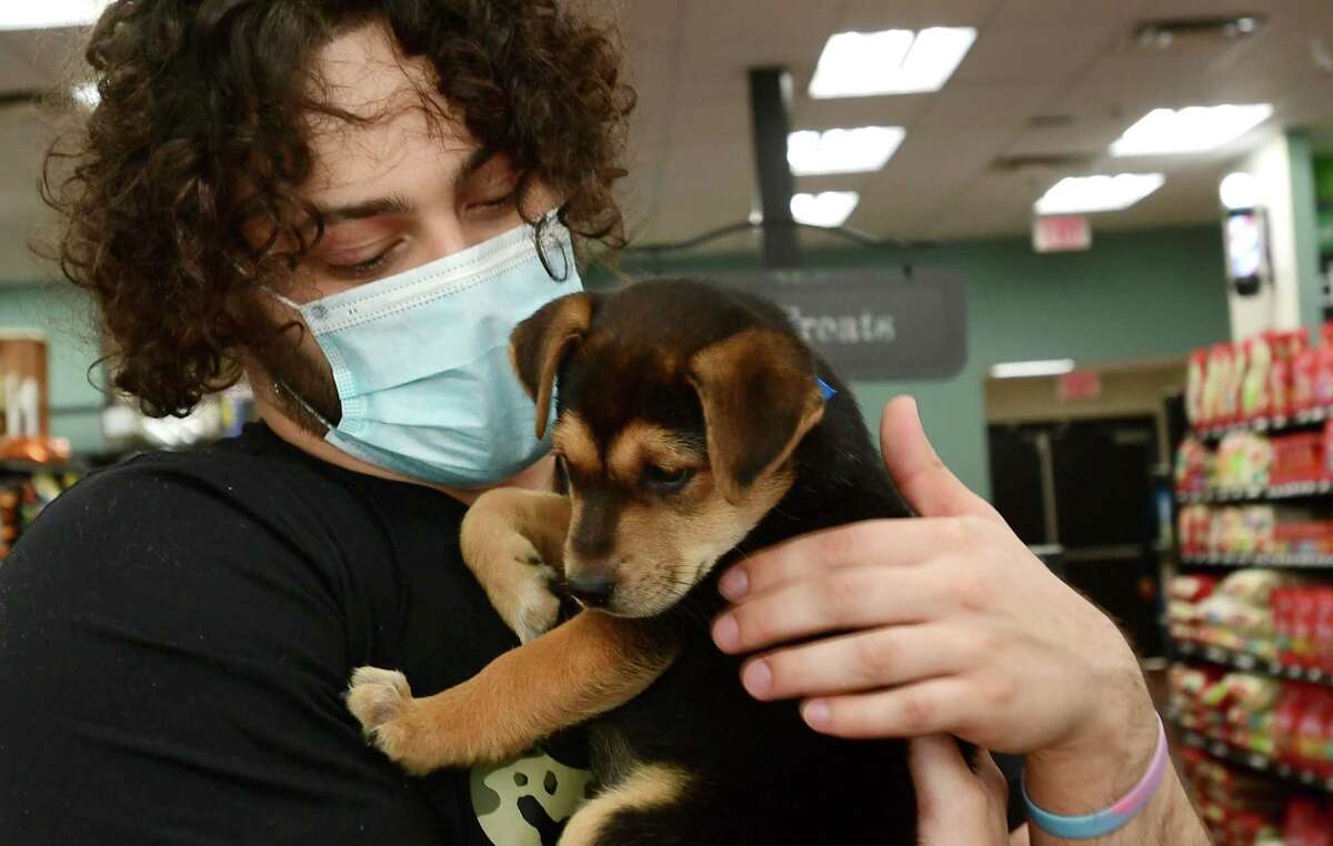 CT animal shelters not seeing pandemic returns despite national trend
