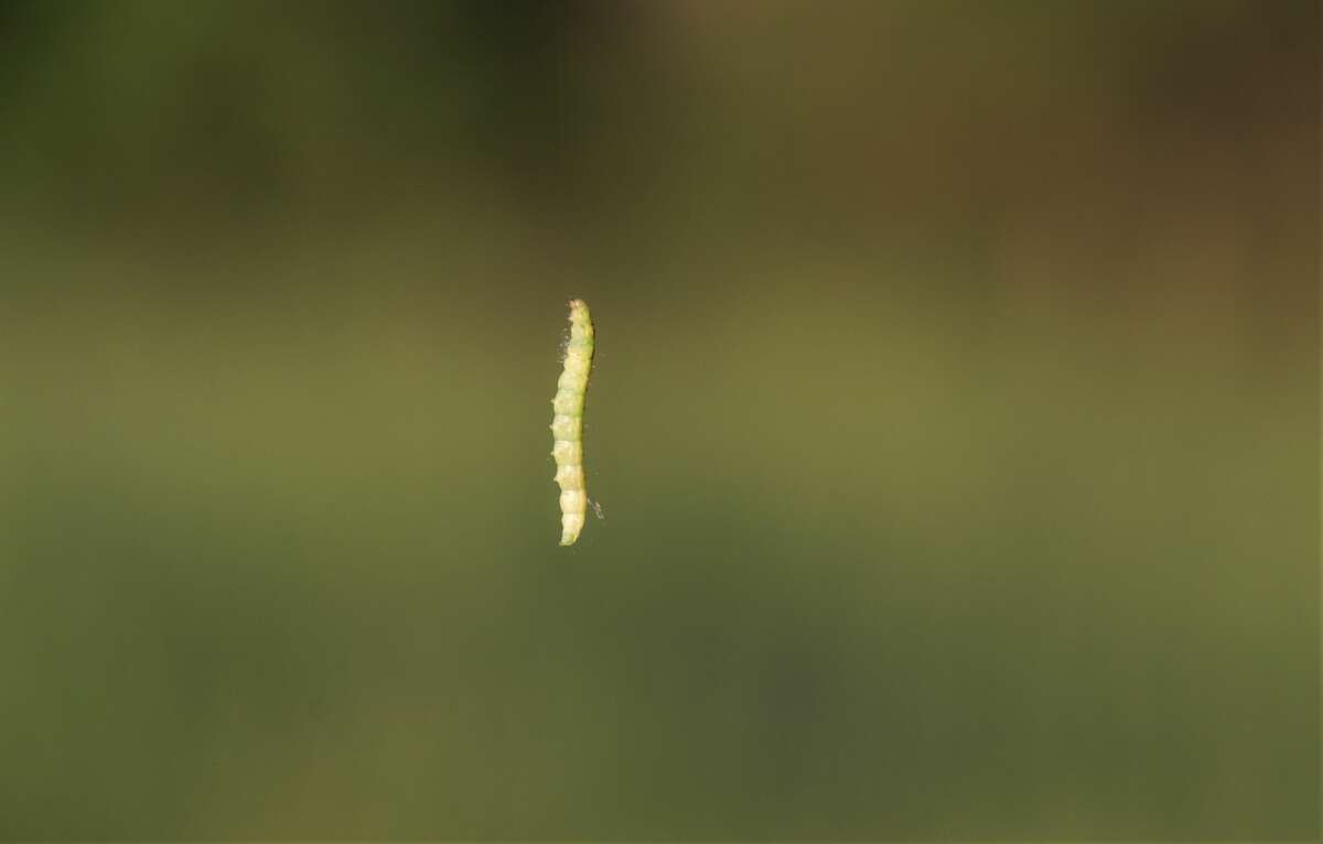 Here's why these floating caterpillars are all over San Antonio