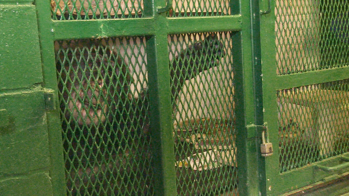 Tommy, a chimpanzee in Mayfield, in a photo taken by attorney Stephen Wise of the Nonhuman Rights Project. The project is looking for Tommy, after his previous owner says he gave the chimp to a zoo that has no record of him.