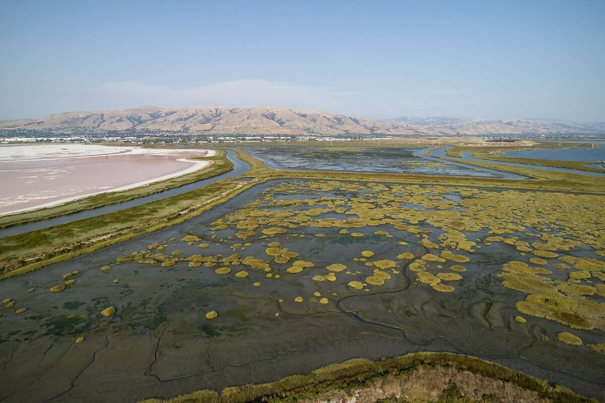 Researchers say Bay area salt flats such as what is depicted in the left side of this photograph need to be opened up to allow for the flow of the tides so sediment will begin to accumulate, triggering the natural growth of marshland, as seen in the right side of the photo. The growth of the marsh will in turn help combat sea level rise.