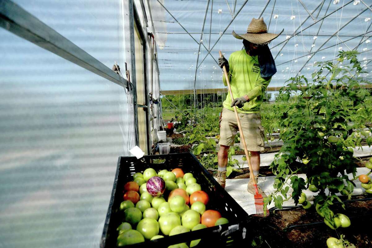 Zeph Mullinns works innside a greenhouse as customers arrive to pick up their produce on Thursday's drive-thru farmstand at Donna's Farm. The organic farm also gets produce and other farm fresh foods from fellow farmers in a co-op style collaboration to offer a variety of fresh and organically grown food. Since COVID-19 restrictions went into place, Donna's Farm shifted Thursday's on site farm market night to a drive-thru model, and have had over 60 vehicles on average each week. Photo taken Thursday, April 30, 2020 Kim Brent/The Enterprise