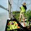 Zeph Mullinns works innside a greenhouse as customers arrive to pick up their produce on Thursday's drive-thru farmstand at Donna's Farm. The organic farm also gets produce and other farm fresh foods from fellow farmers in a co-op style collaboration to offer a variety of fresh and organically grown food. Since COVID-19 restrictions went into place, Donna's Farm shifted Thursday's on site farm market night to a drive-thru model, and have had over 60 vehicles on average each week. Photo taken Thursday, April 30, 2020 Kim Brent/The Enterprise