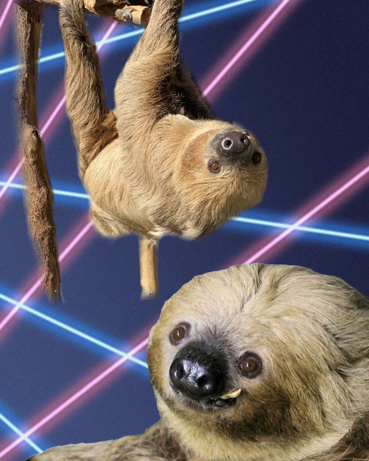 A sloth #ZooGlamourShots photo from the San Antonio Zoo. Since launching the hashtag, the zoo has posted more than a dozen other photos of its animals as cheesy throwback pics on social media, with other zoos joining in on the meme.