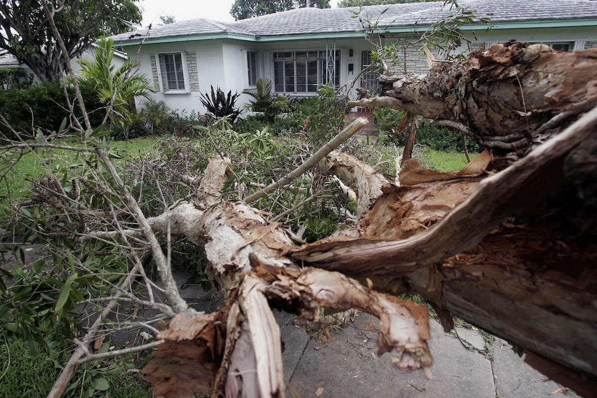 Affordable tree service in Houston