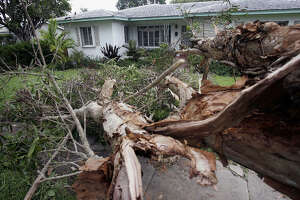 Prep your yard for hurricane season with discounted tree services