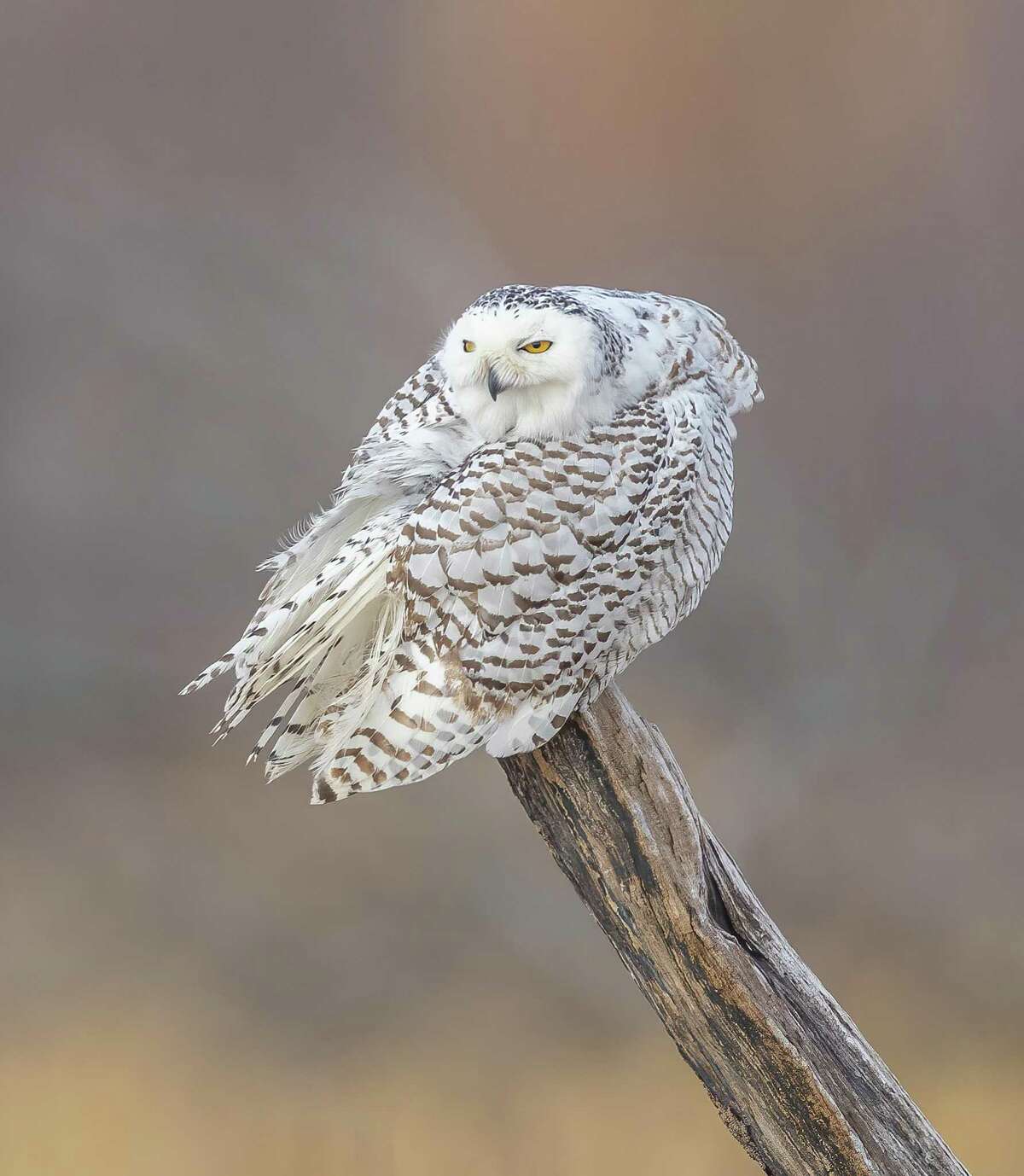 Snowy owls in Connecticut: Here’s what to know