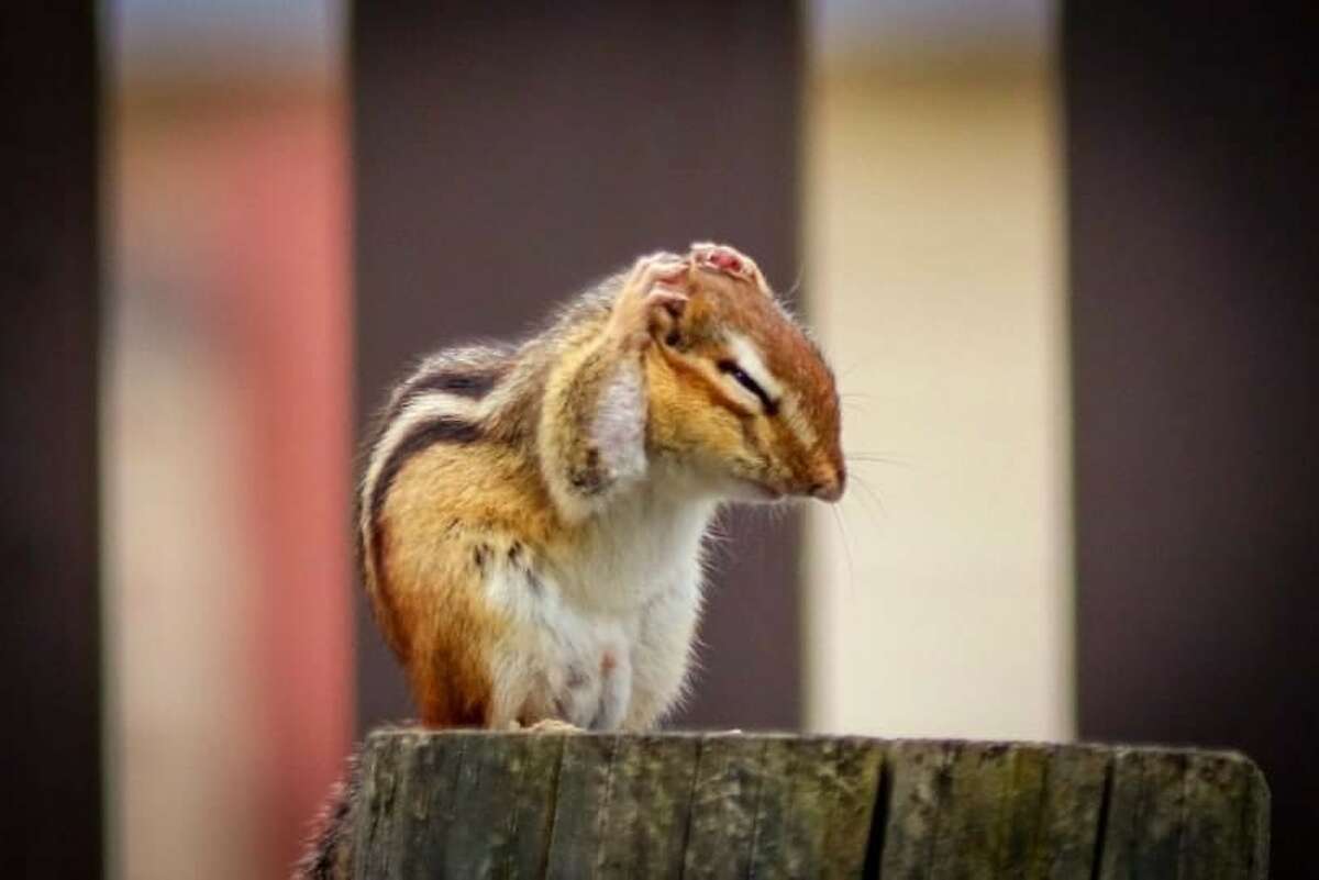 Chipmunk sightings drop and social media goes nuts