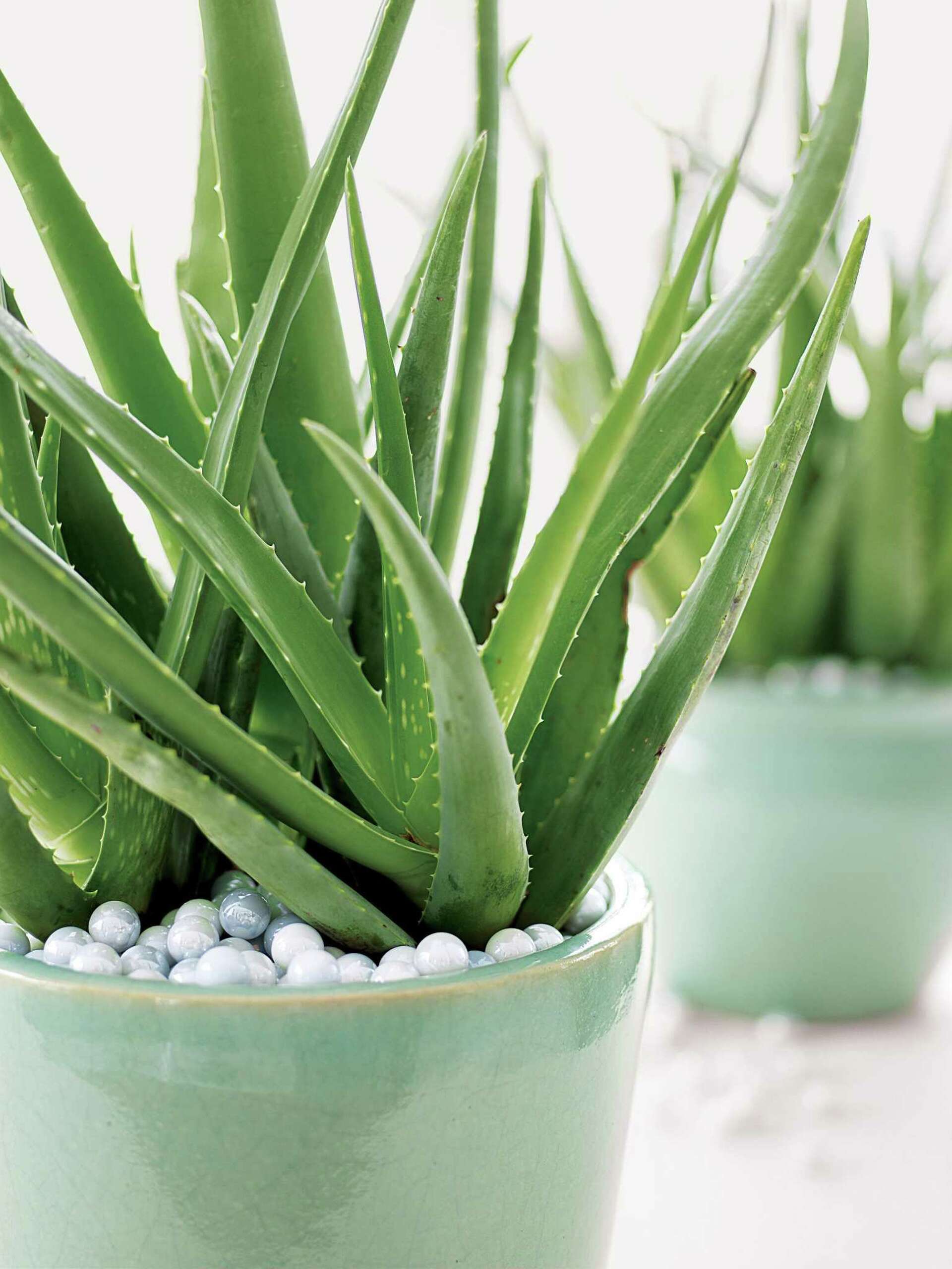 Aloe vera works naturally against heartburn