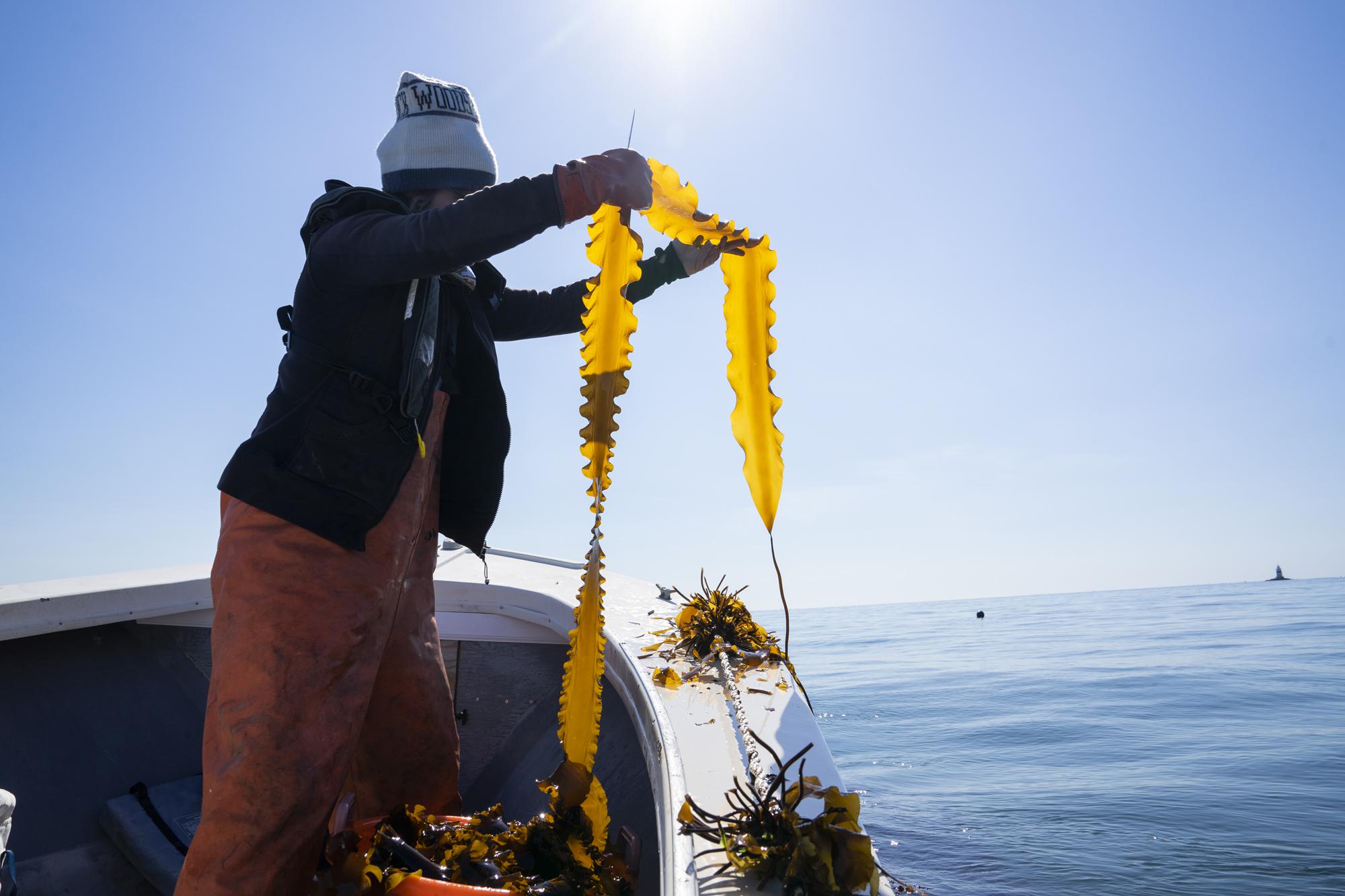 CT restaurants to celebrate New England Kelp Harvest Week - Vimarsana News