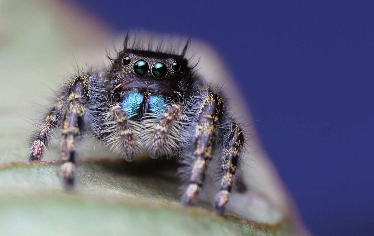 A large male jumping spider poses for a photo while searching for prey on a Hydrangea leaf. The spiderís eight eyes (only four of which are visible above) give it a nearly 360º field of view.