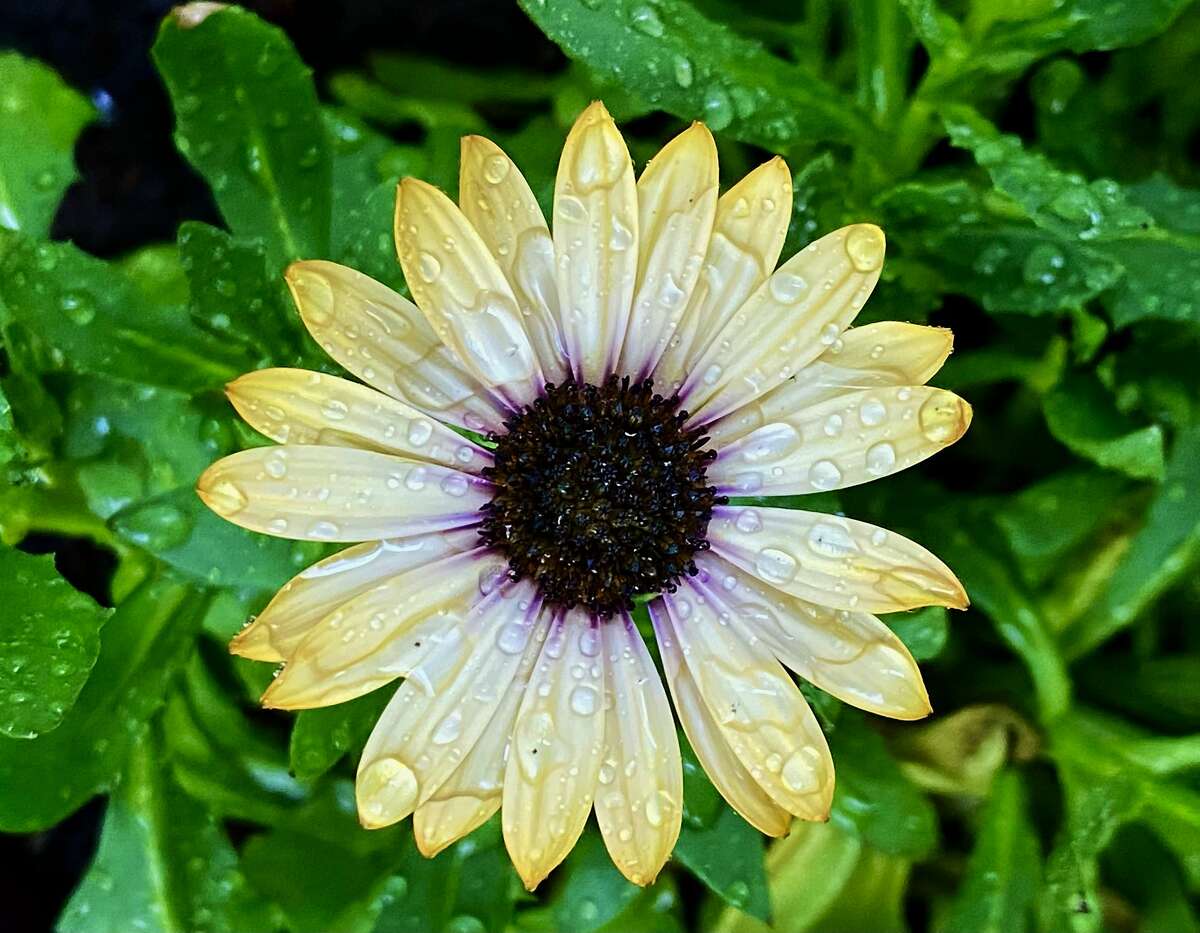 Periods of heavy rainfall blanketed the region Wednesday. While the rain and storms made for sloppy commutes to and from work, school and errands, the needed moisture should help give credence to the adage -