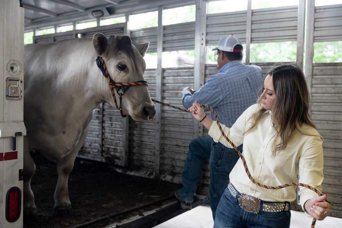 Taylor Turner of College Park High School unloads her Grand Champion Steer from a trailer during the Junior Livestock Auction at the Lone Star Convention Center, Wednesday, April 14, 2021, in Conroe. Turner's steer sold for $55,000 and will be used toward college expenses.