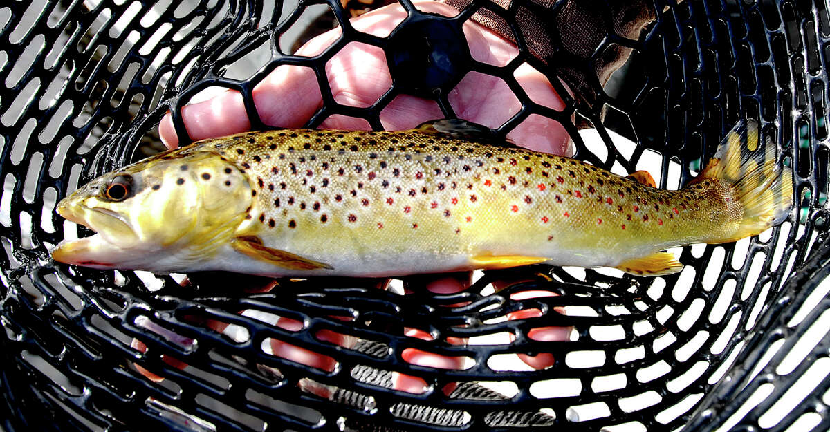 A pilot project in Arizona is paying anglers to catch and turn in brown trout from a section of the Colorado River.