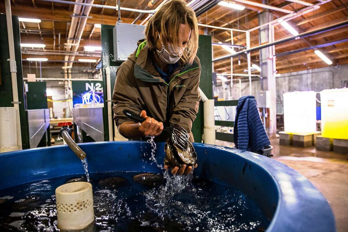 Daniel Swezey, a project scientist at the UC Davis Bodega Marine laboratory and lead scientist with The Cultured Abalone Farm, carefully removes a large wild red abalone from a holding tank at the UC Davis Coastal and Marine Sciences Institute's Bodega Marine Laboratory in Bodega Bay, California Thursday March 25, 2021.