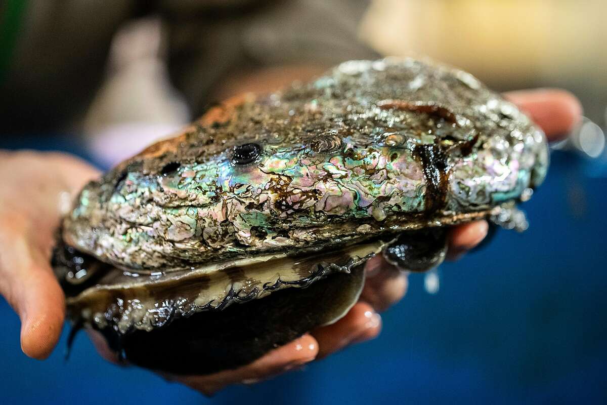 Daniel Swezey, a project scientist at the UC Davis Bodega Marine laboratory and lead scientist with The Cultured Abalone Farm, holds a large wild red abalone at the UC Davis Coastal and Marine Sciences Institute's Bodega Marine Laboratory in Bodega Bay, California Thursday March 25, 2021.