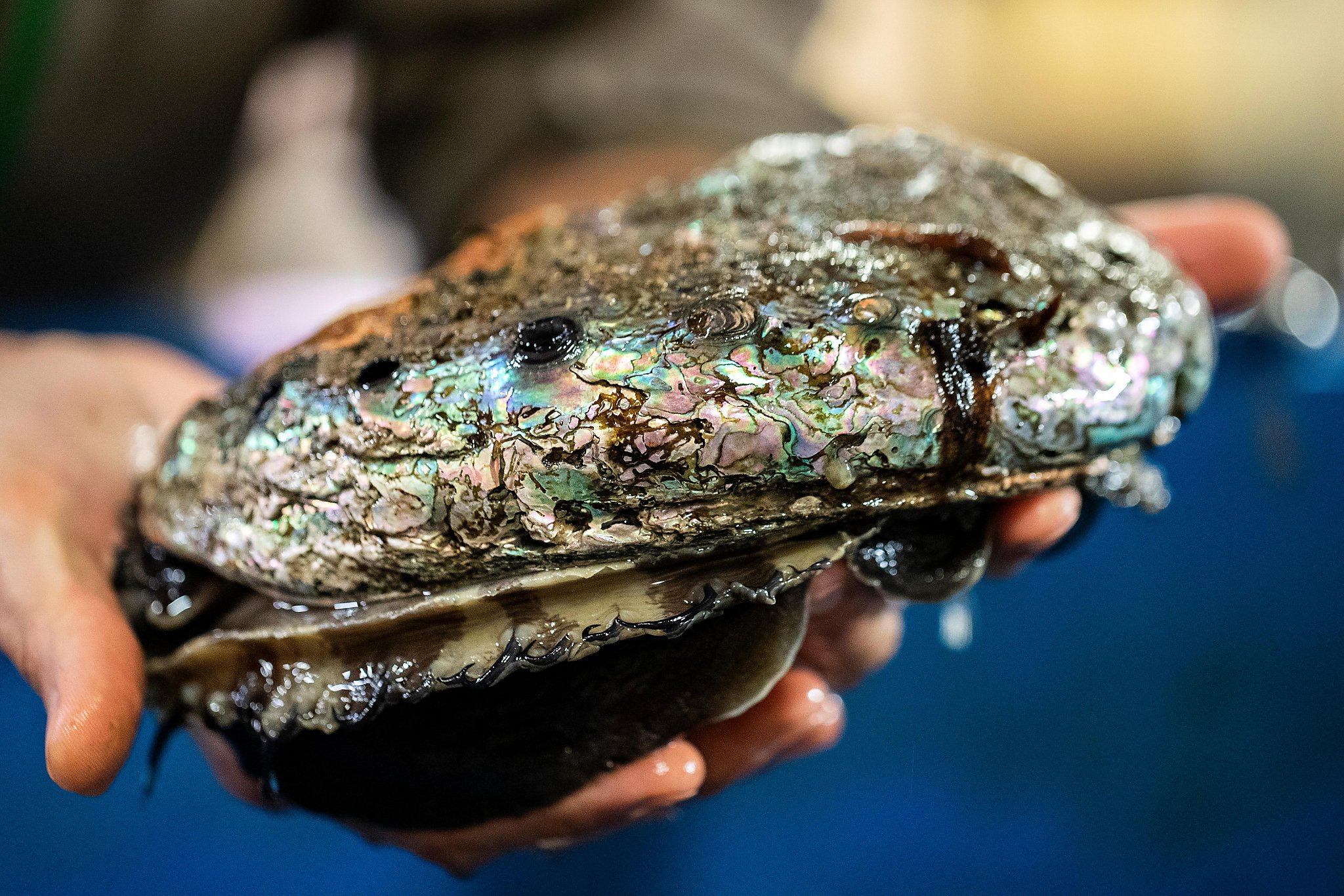 Abalone diving is banned, and work goes on to restore the giant sea snail on California's coast - Vimarsana News