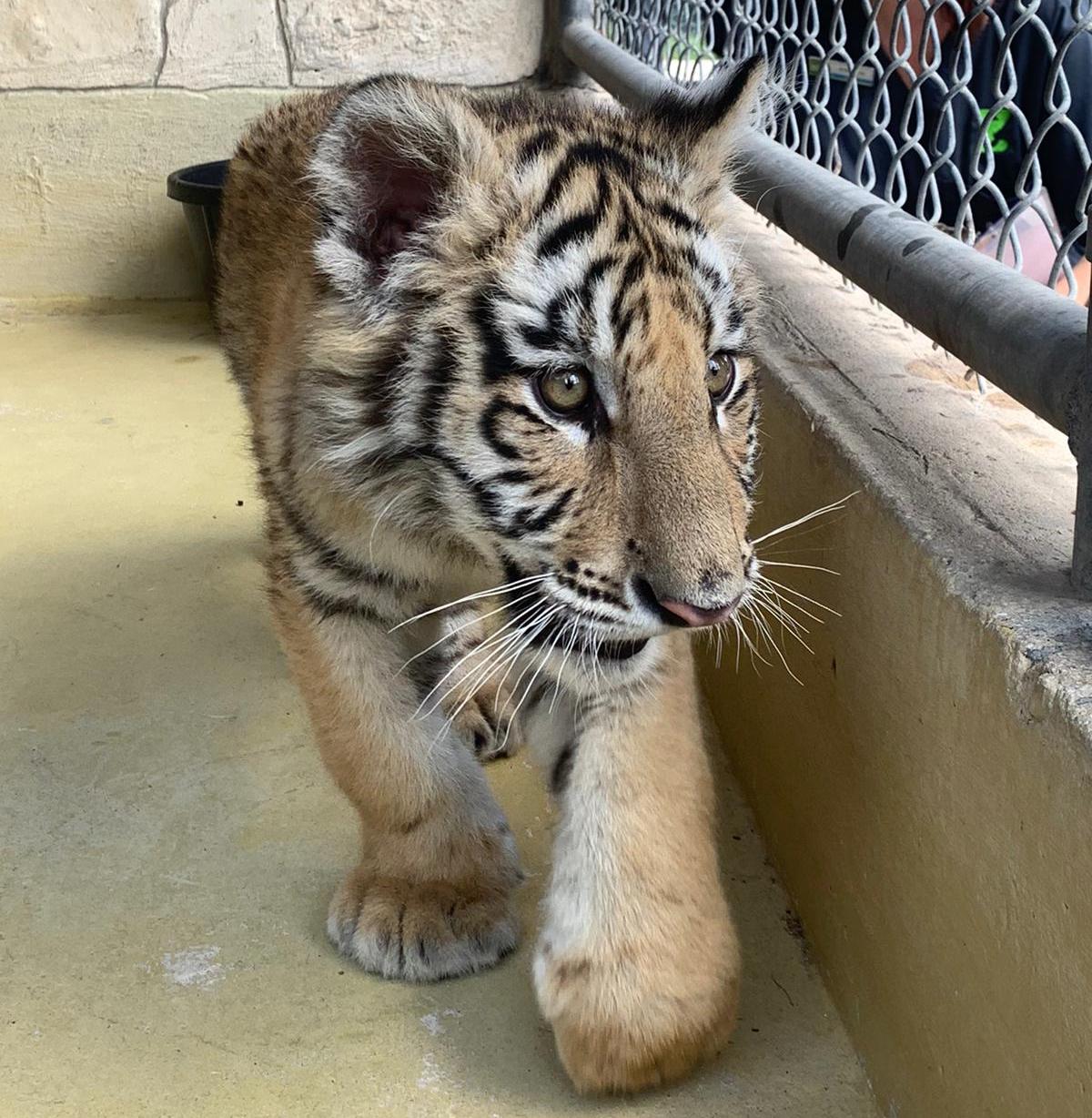 PHOTOS: Texas has 2 newborn tiger cubs