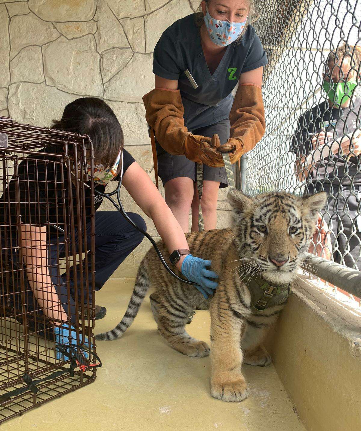 Veterinarians and animal care specialists tended to the two animals after being confiscated in March.