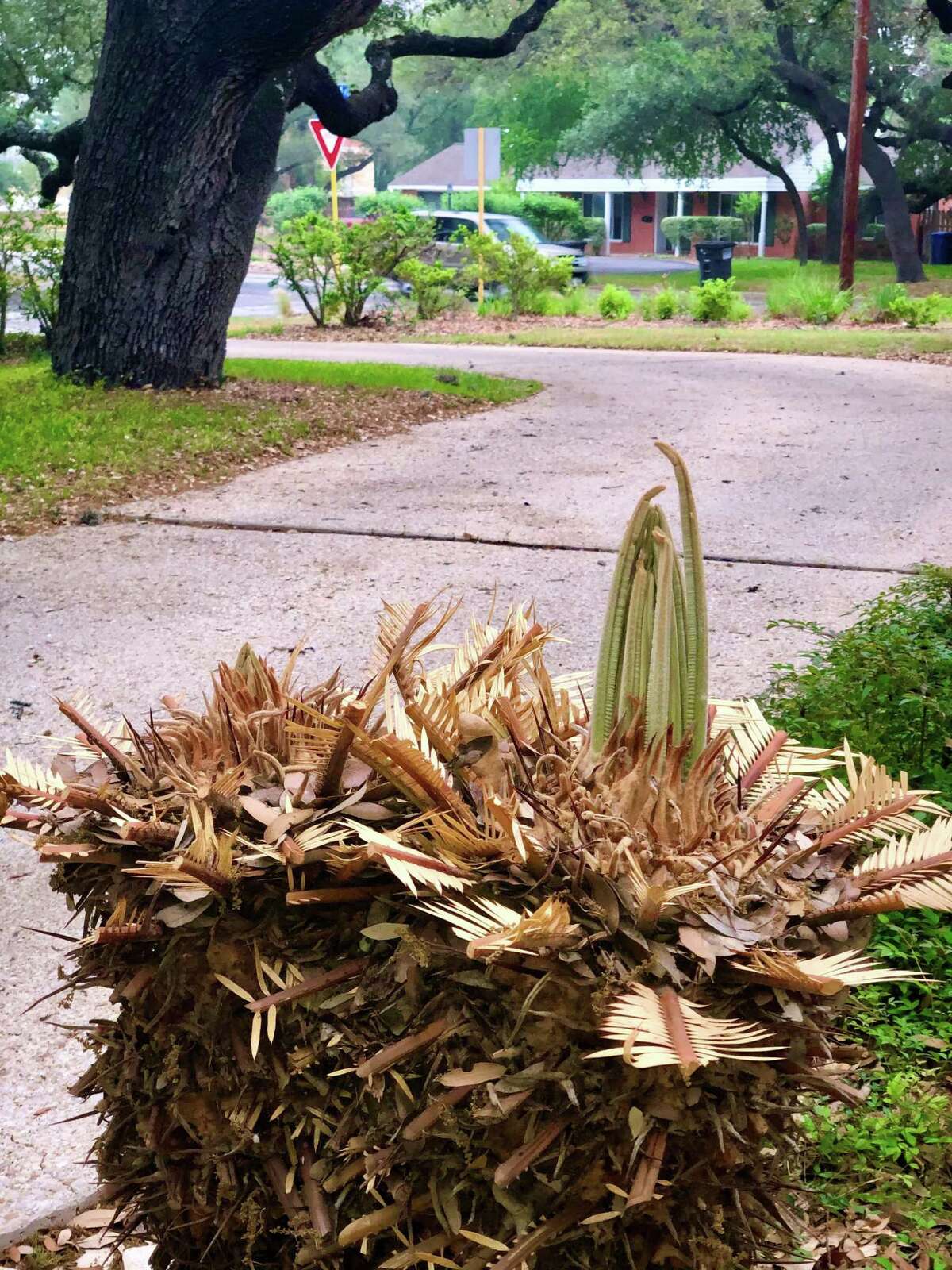 San Antonio’s nonnative palm trees likely dead from February freeze and