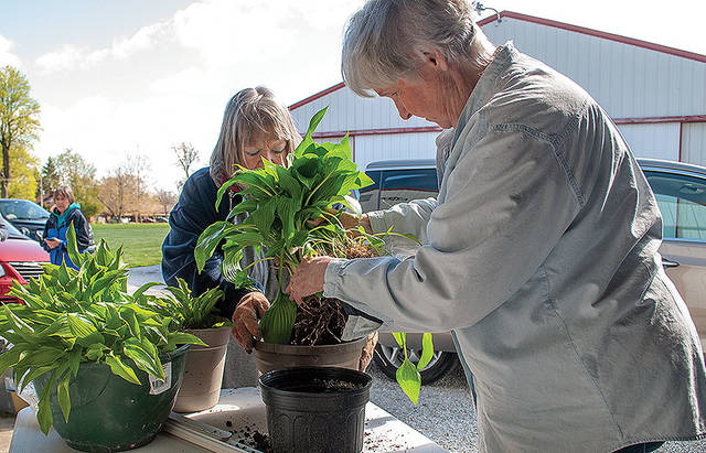 Photo: So it grows - Vimarsana News