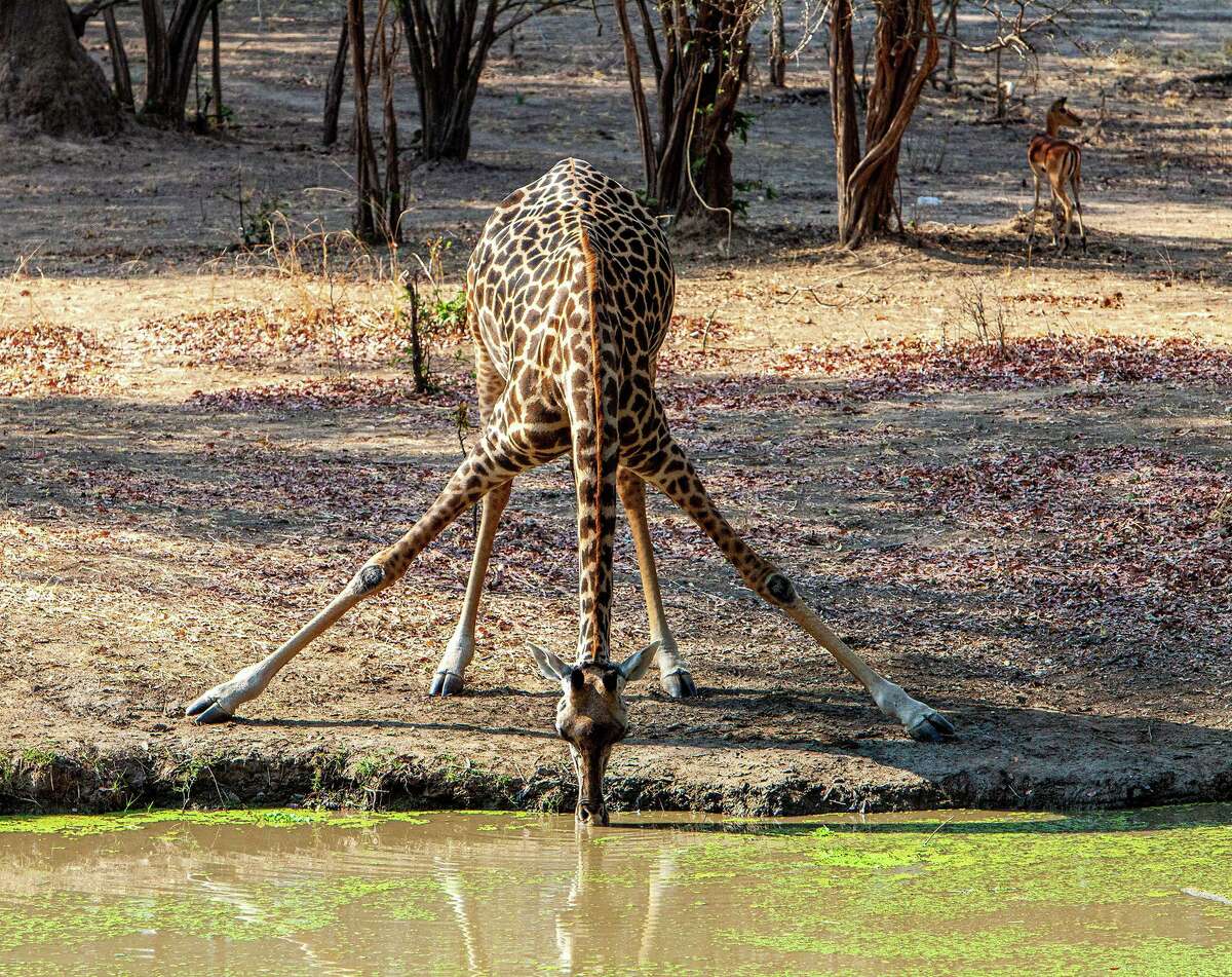 A giraffe gets a drink at Bilimungwe, Bushcamp Company, Mfuwe, Zambia.