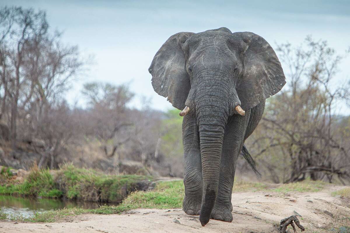 An elephant in Zambia.