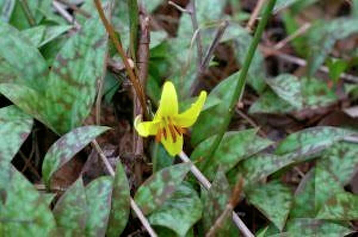A tutorial on spring blooms Trout Lilies