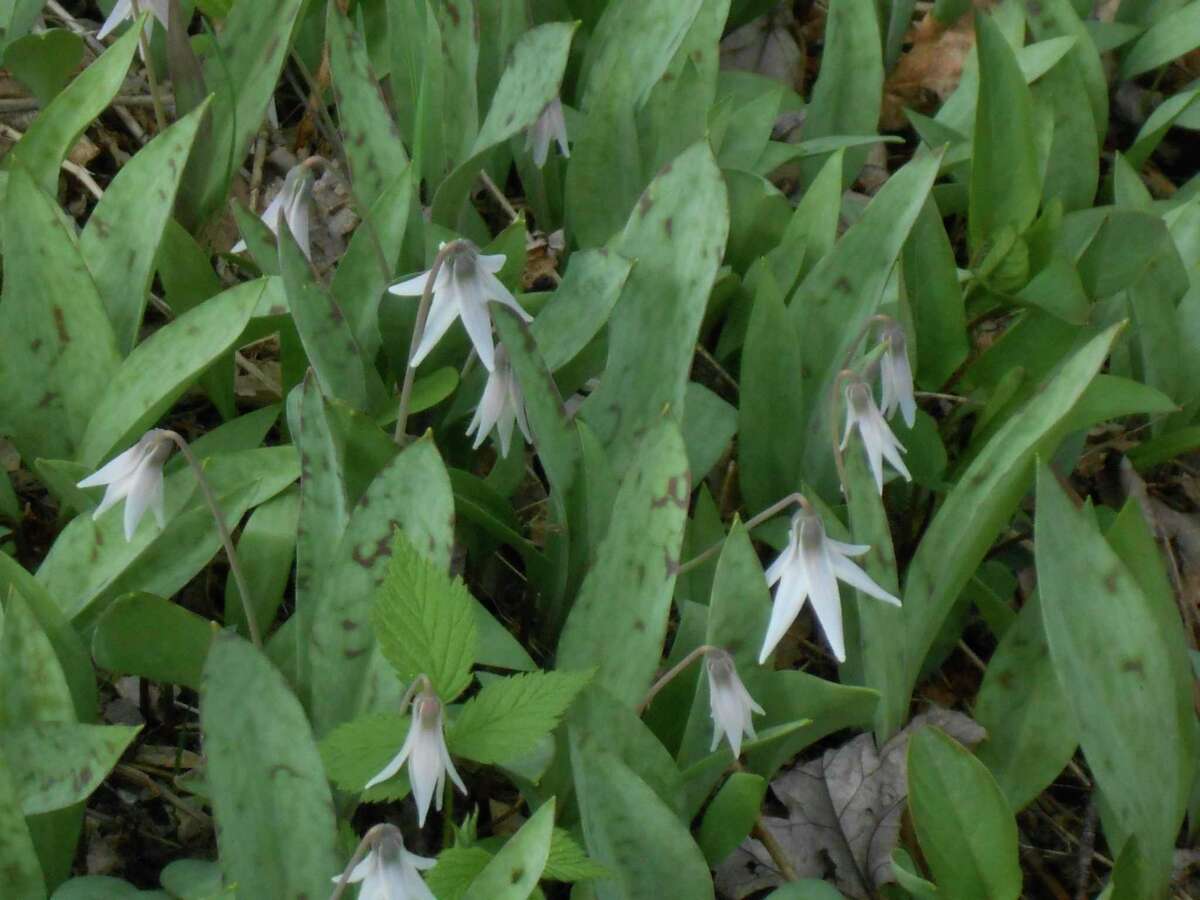 A tutorial on spring blooms Trout Lilies