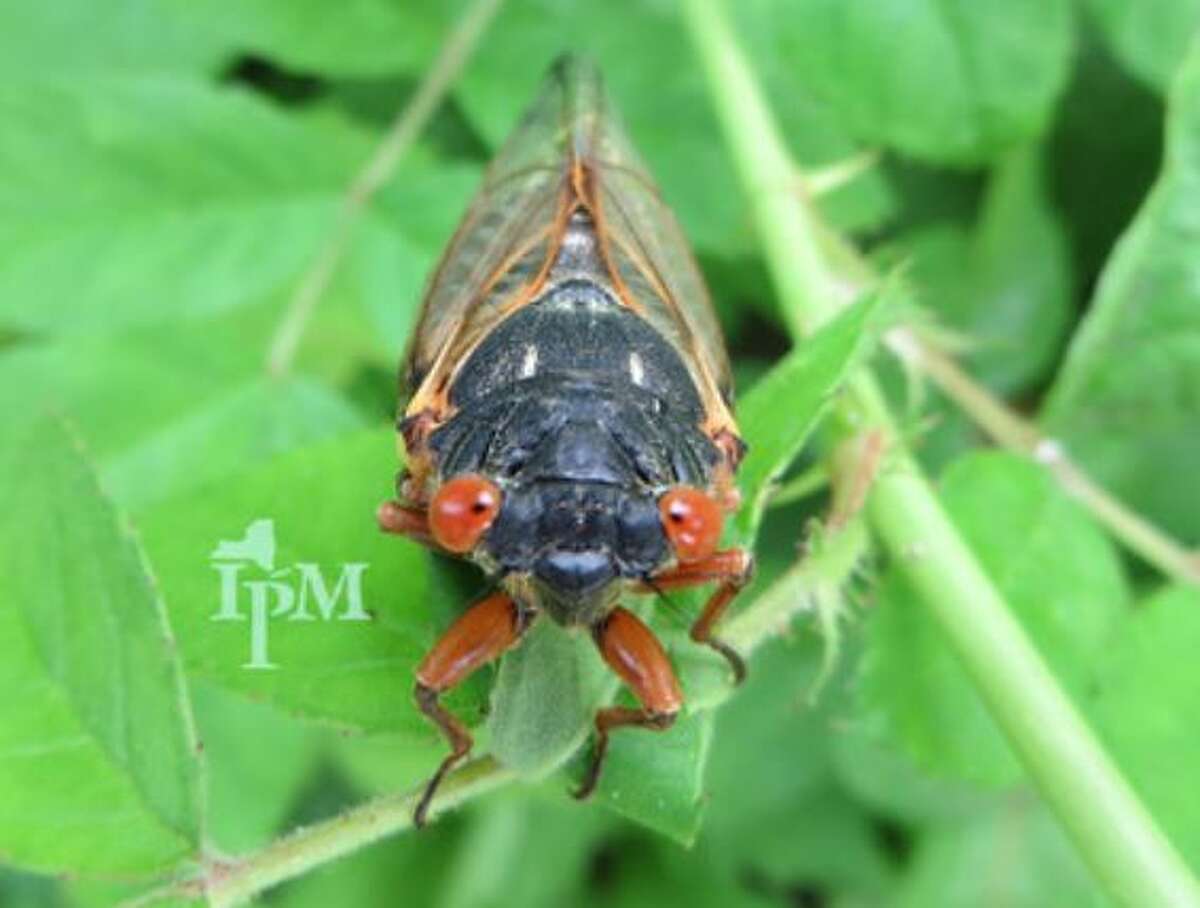 Brood X cicadas can be identified by their red eyes. The incredibly loud re-emergence of the insects will happen in nearby Pennsylvania this year, but not in New York.