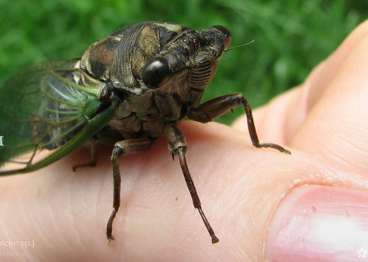 There are 20 species of cicadas which emerge after living most of their life under ground.