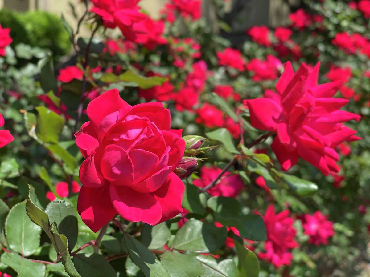 Houston’s roses burst into bloom after freeze