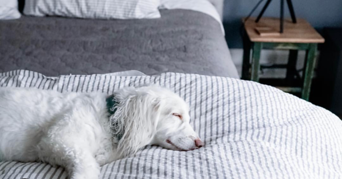Come. Sit. Stay 10 dogfriendly boutique hotels and inns in the Hudson